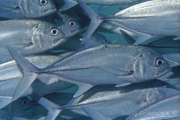 Bigeye+trevally.jpg