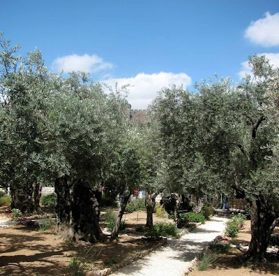 Aspecto do jardim do Monte das Oliveiras