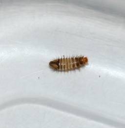 Bugs Mistaken For Bed Bugs Bugs Mistaken For Bed Bugs