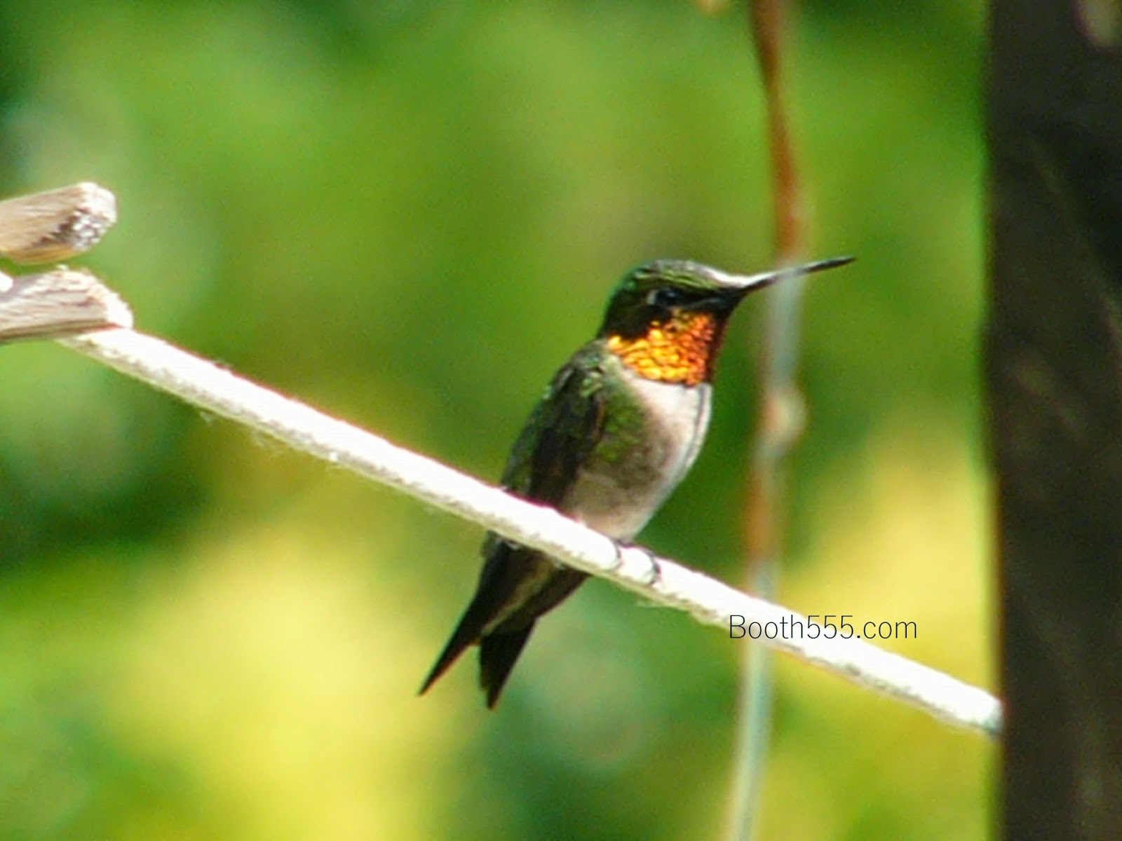 Fancy Spam Kentucky Hummingbirds