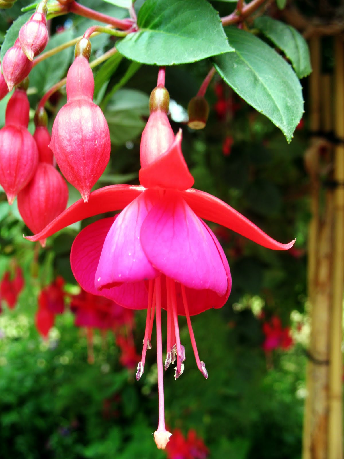 A Spoonful of Sugar Friday Flower Fuchsia