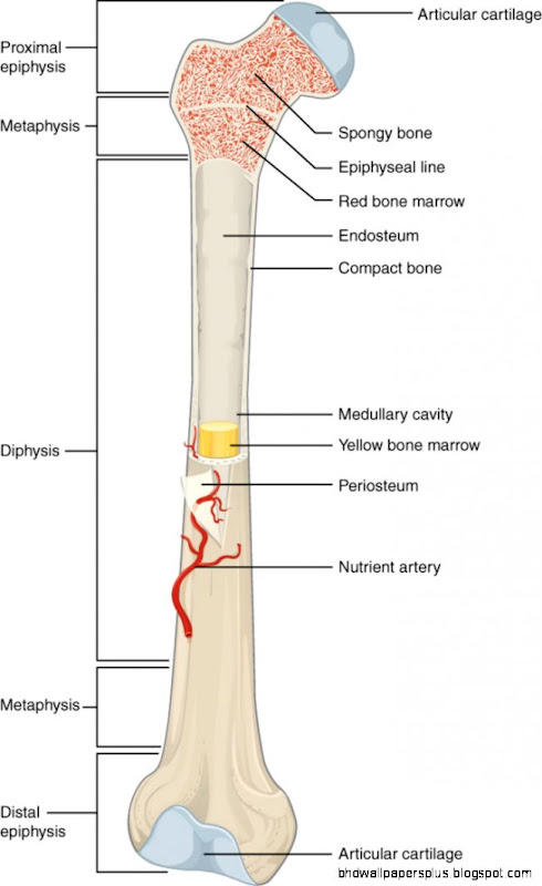 Anatomy And Physiology Games | HD Wallpapers Plus