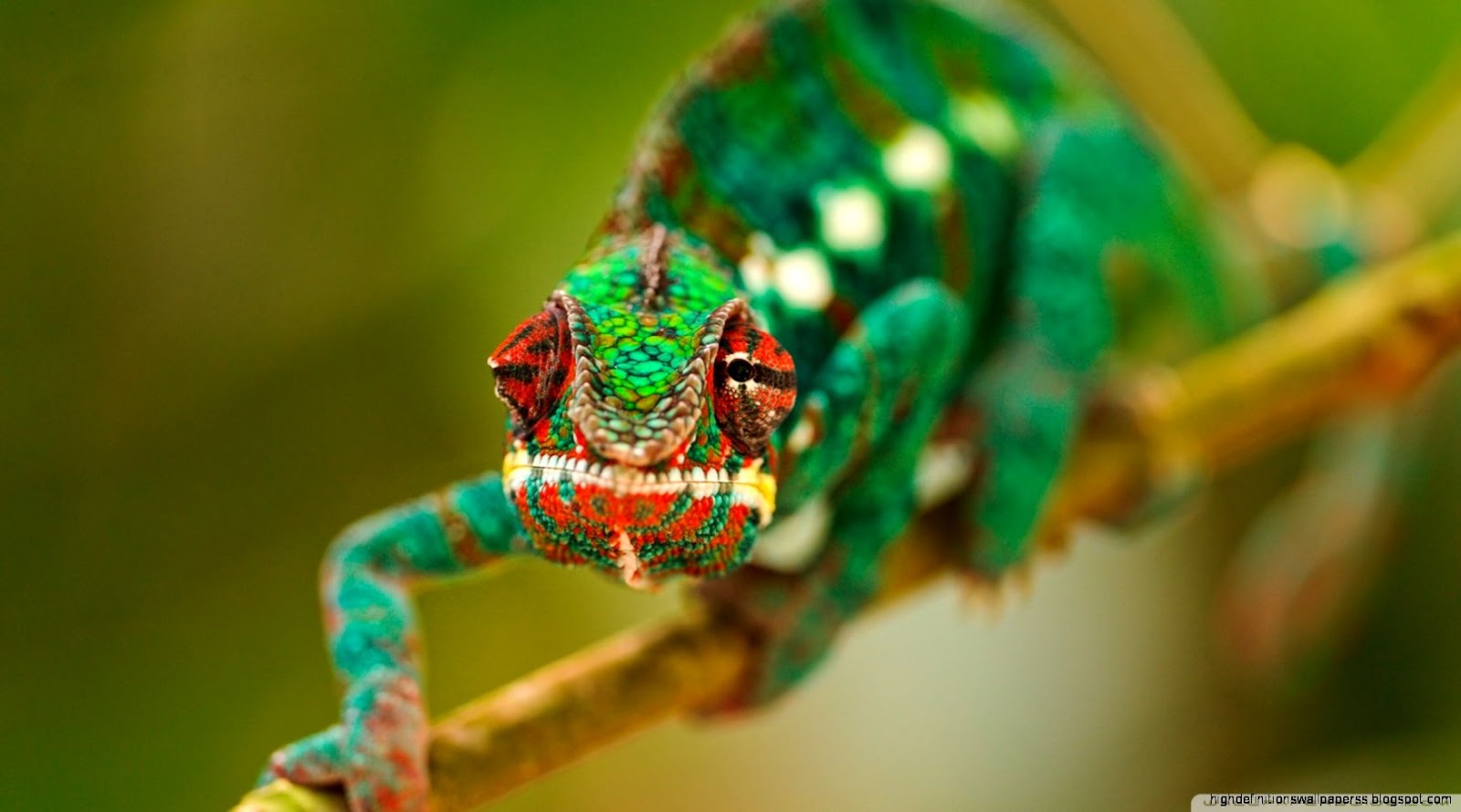 Jaguar Chameleon Jaguar Chameleon