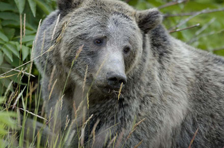 Grizzly bear Brown Bear