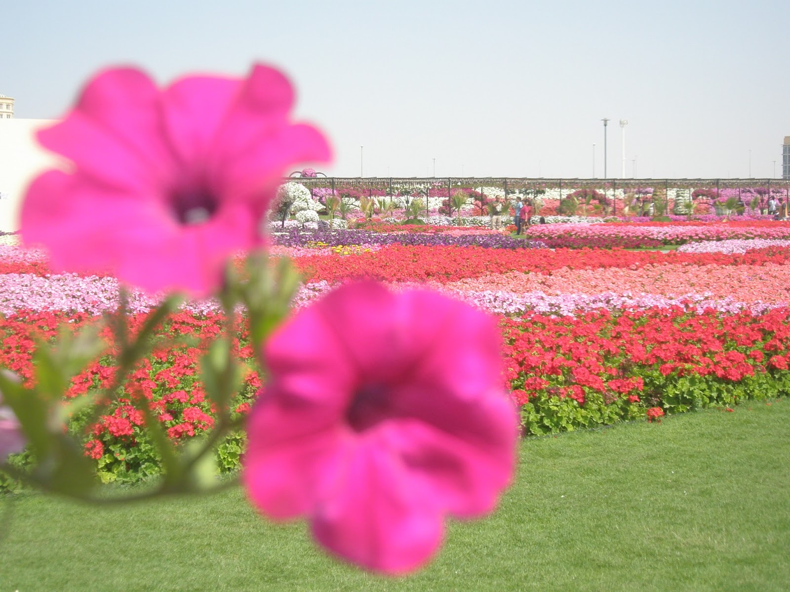 Flower Garden Miracle Garden Location Map
