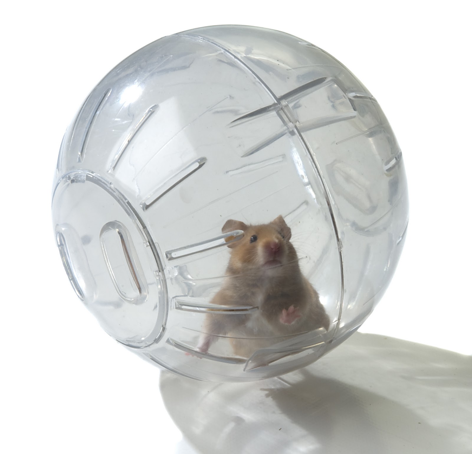 hamsterball 2