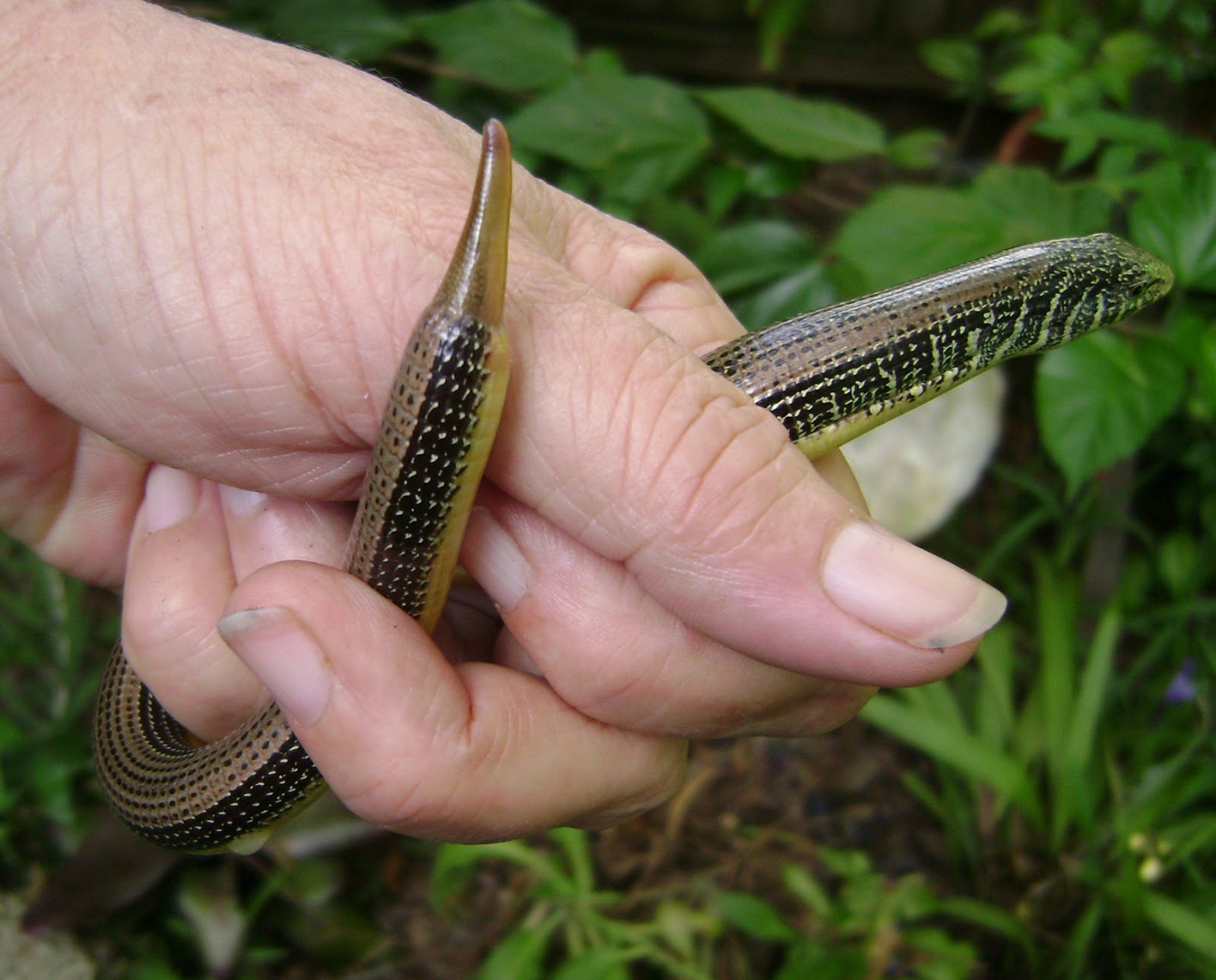Seminole Heights Pocket Swamp The slithery and the fuzzy, chance