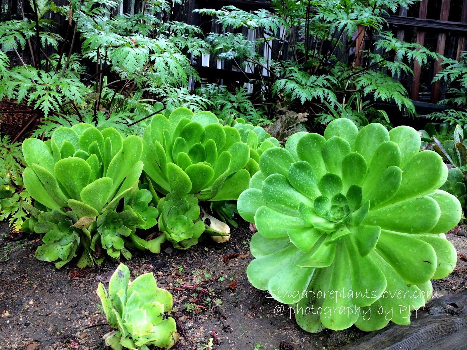 Singapore Plants Lover The Amazing World of Succulents and Cactus