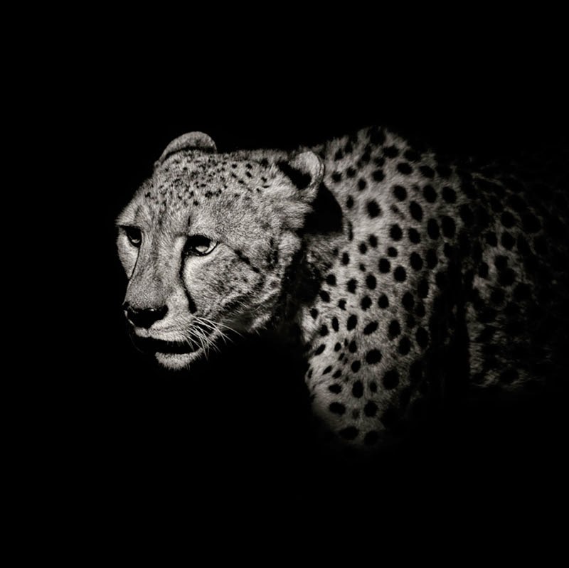 animales salvajes en blanco y negro de Alex Stephen Teuscher