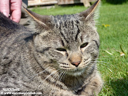 ALSOOMSE WILDCAT LEGEND