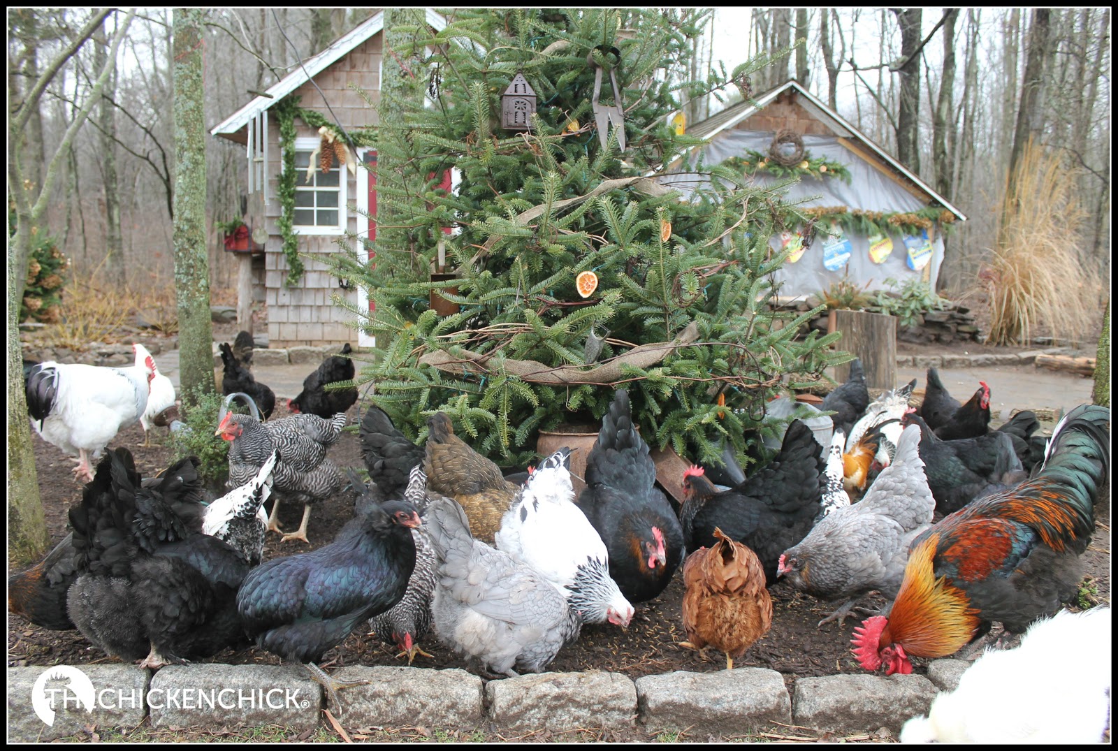 Flock Focus Friday 1/1/16 The Chicken Chick®