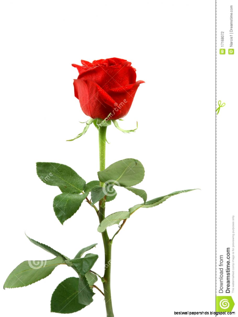 Red Rose Isolated And A White Background Stock Photography Image Red Rose Isolated And A White Background Stock Photography Image