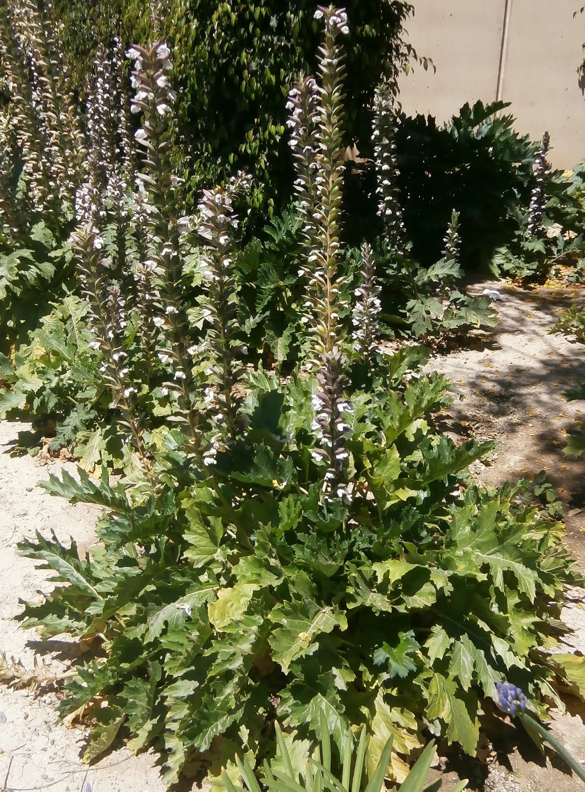 Herbario Virtual De Banyeres De Mariola Y Alicante 01 Abr 2010