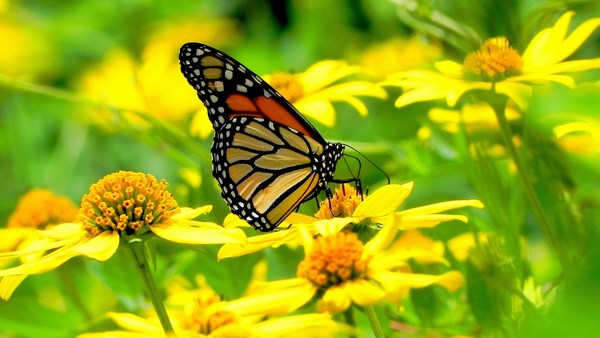 Beautiful Butterfly Yellow Flowers
