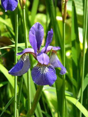 Iris sibirica Siberian Iris by garden muses-not another Toronto gardening blog