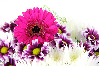 flowers for flower lovers.: Beautiful flowers wallpapers.