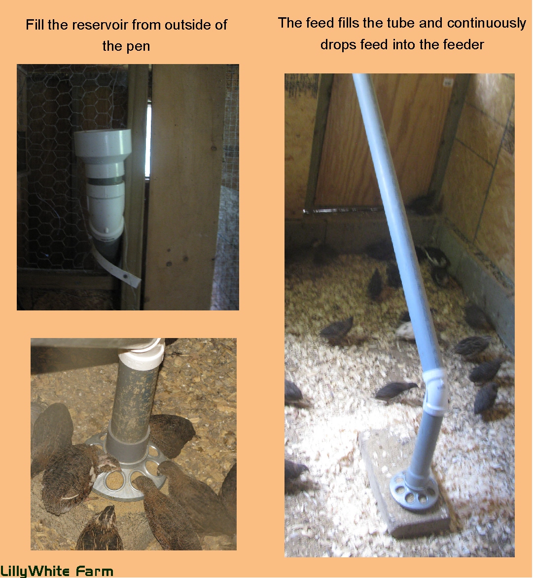 High Lonesome Homestead Raising Japanese Coturnix Quail