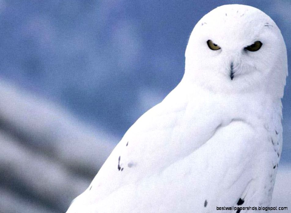 White Owl Wallpapers Live HD Wallpaper HQ Pictures Images White Owl Wallpapers Live HD Wallpaper HQ Pictures Images