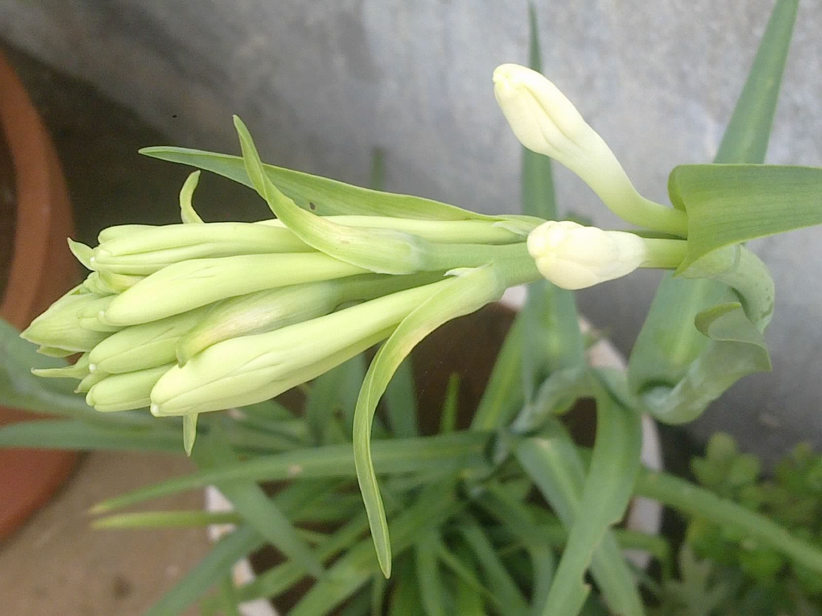 Plants Growing In My Potted Garden. How To Grow And Care For Mexican Tube Rose/Polianthes