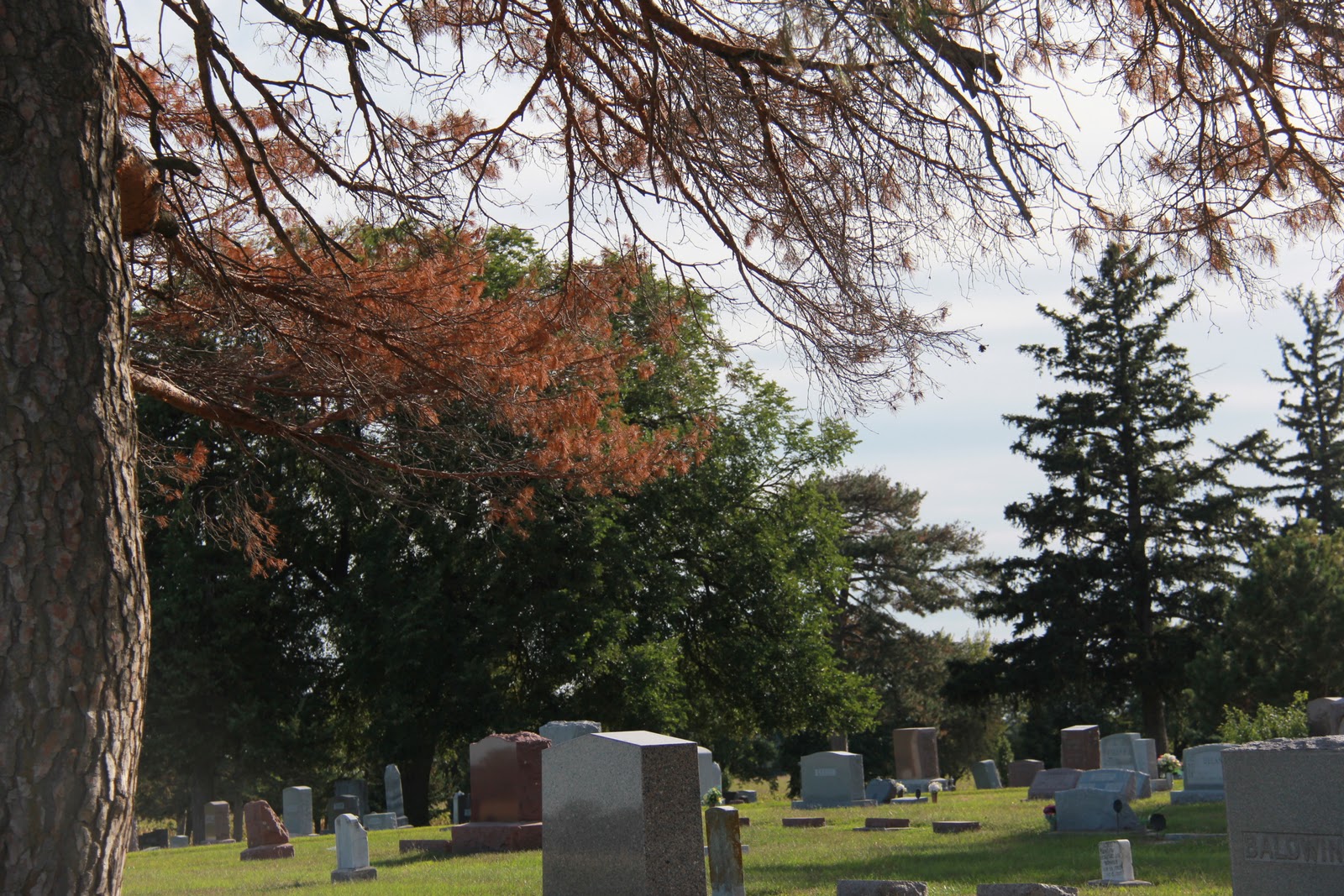 Village of Exeter Trees Dying at Exeter Cemetery