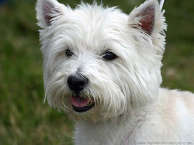 Terrier Dog Breed Pictures