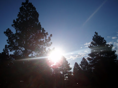 Beautiful pine trees with the suns rays streaming through