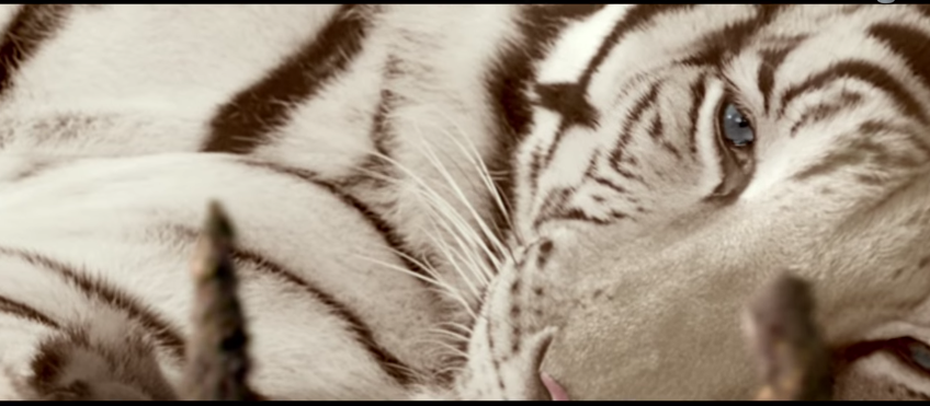 Roar Tigers of Sundarbans