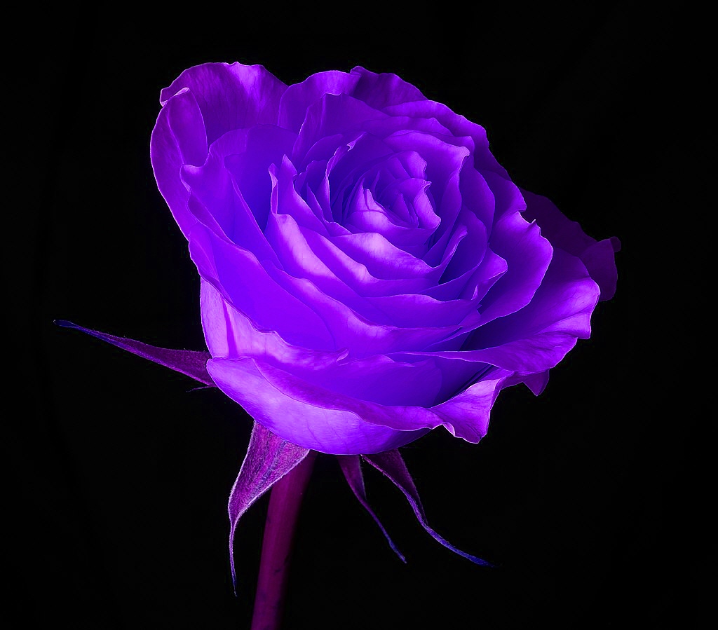 the color purple published
