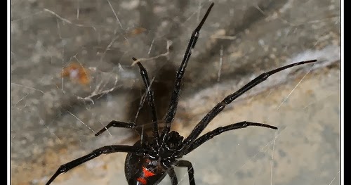 Today on the James Meet the Queen of Halloween the Black