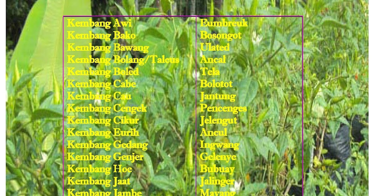 KEMBALI KE ALAM: PENDIDIDKAN-BHS SUNDA-NGARAN KEKEMBANGAN