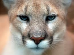 Wikipedia-Cougars Head shot of cougar