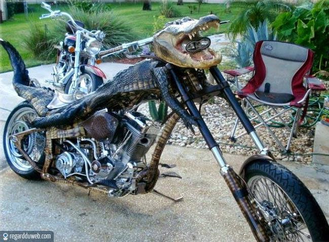 humour-drole-insolite-transport-moto-harley-davidson7.jpg