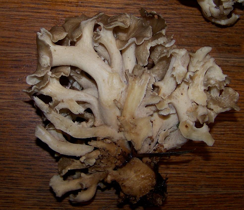 Atelier du lutin Polypore ou Poule des bois ~ Poules Des Bois Atelier du lutin Polypore ou Poule des bois ~ Poules Des Bois