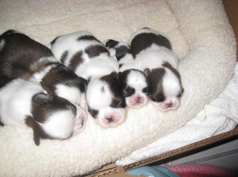 Shitzu Puppies on Shih Tzu Puppies Images   Puppies Pictures Online