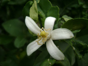 Limon Çiçeği