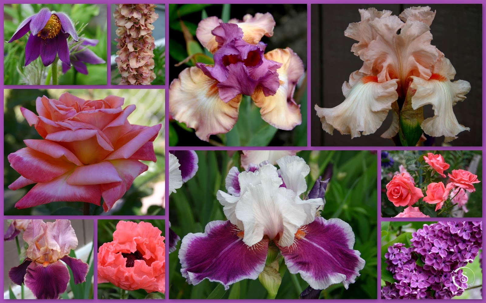 World of Irises "Talking Irises" TALL BEARDED IRIS AND COMPANION PLANTS PART II