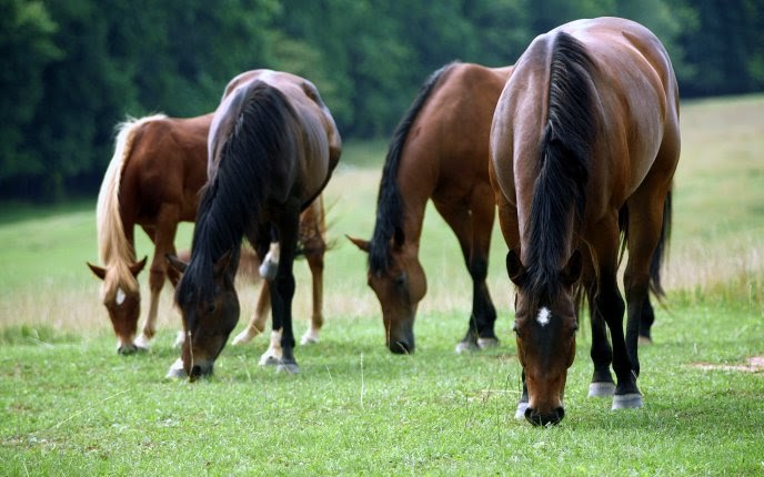 ¡¡¡  LA ELEGANCIA Y HERMOSURA !!! - Página 15 Comida+para+el+caballo