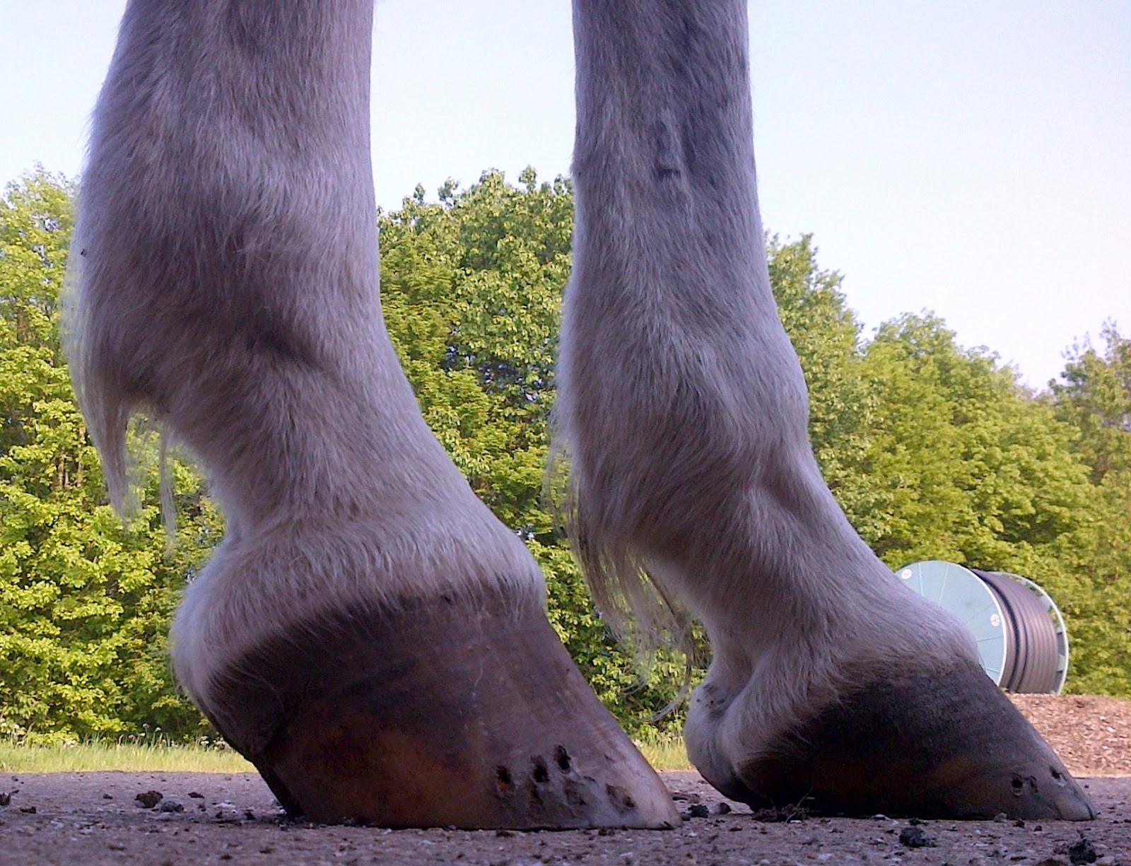 Barefoot Horse Blog Common Sense