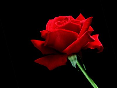 red rose flower background.
