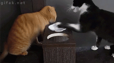 Funny cats - part 88 (40 pics + 10 gifs), cats fight for food bowl