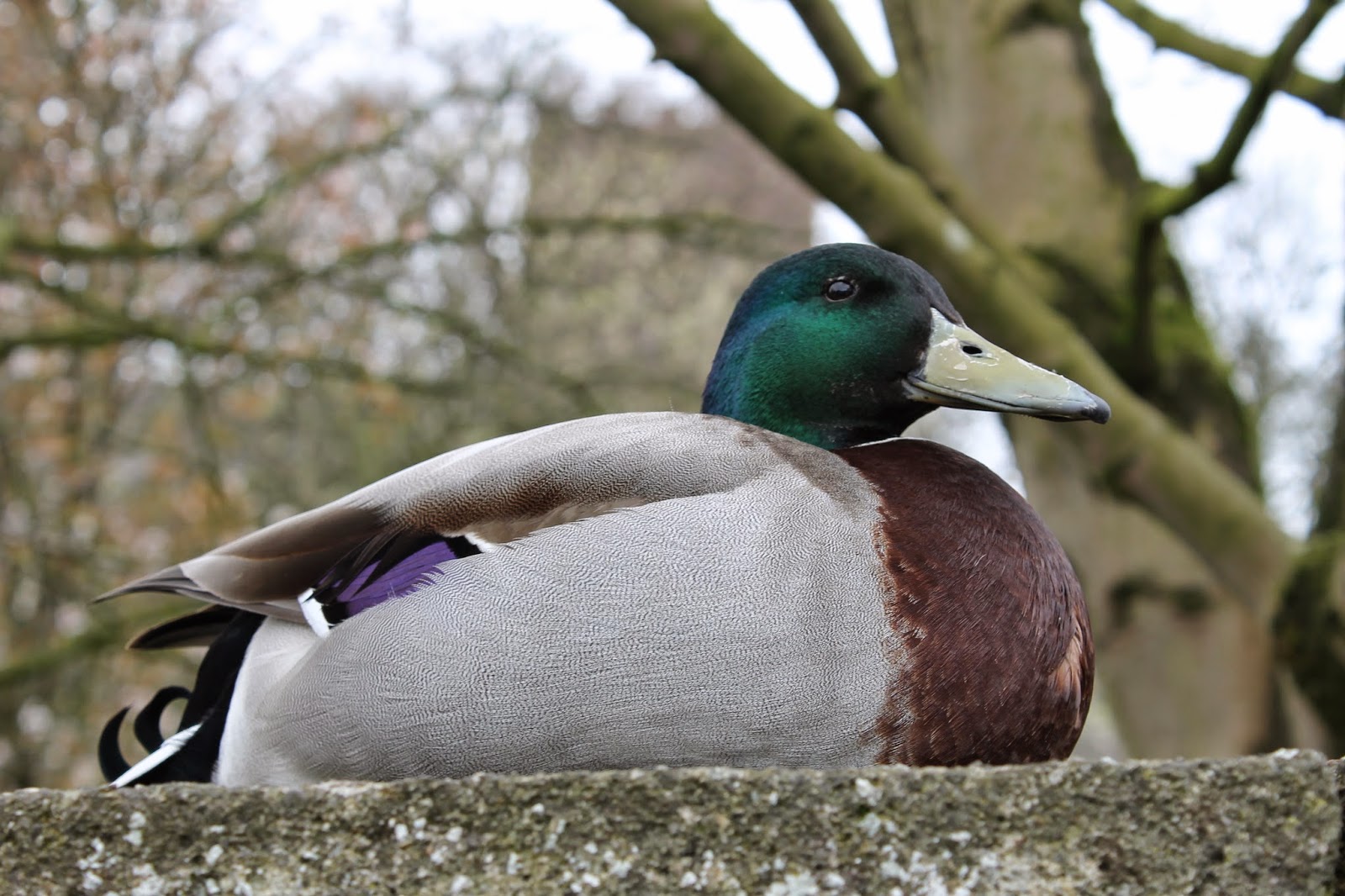 JibberJabberUK Sitting duck