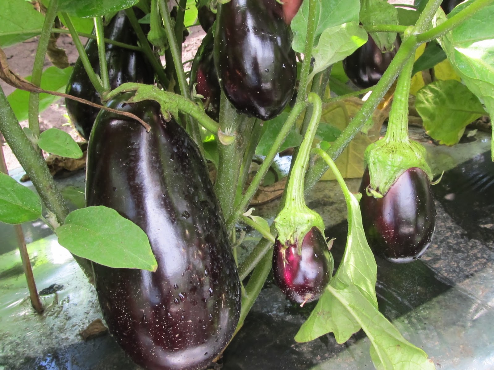 Harmony Valley Farm Vegetable Feature Eggplant
