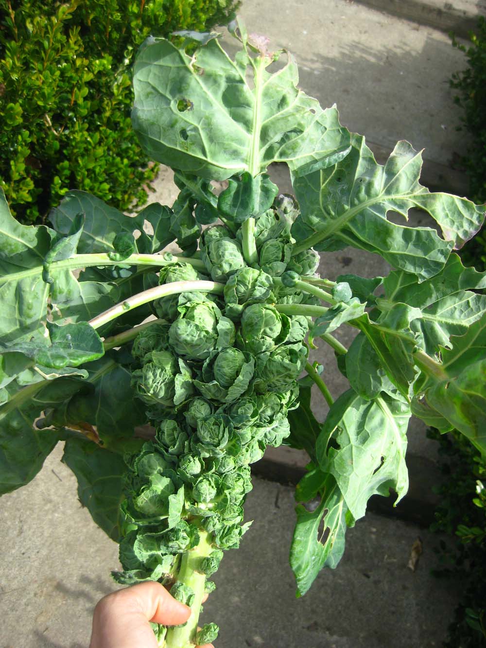 The General Farmer Brussels Sprouts Harvest