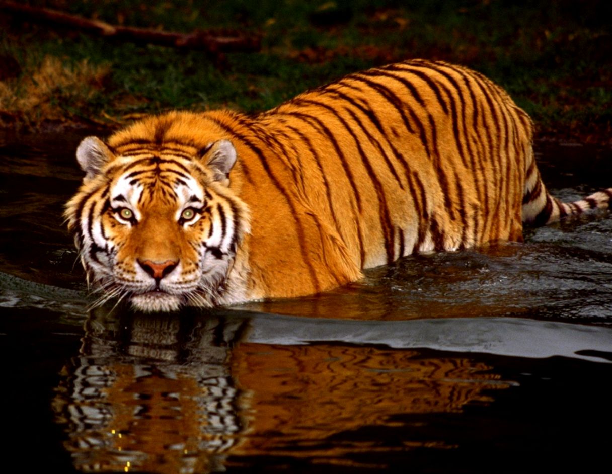 Animated Pictures Of Animals Wallpaper | Best Wallpaper Background