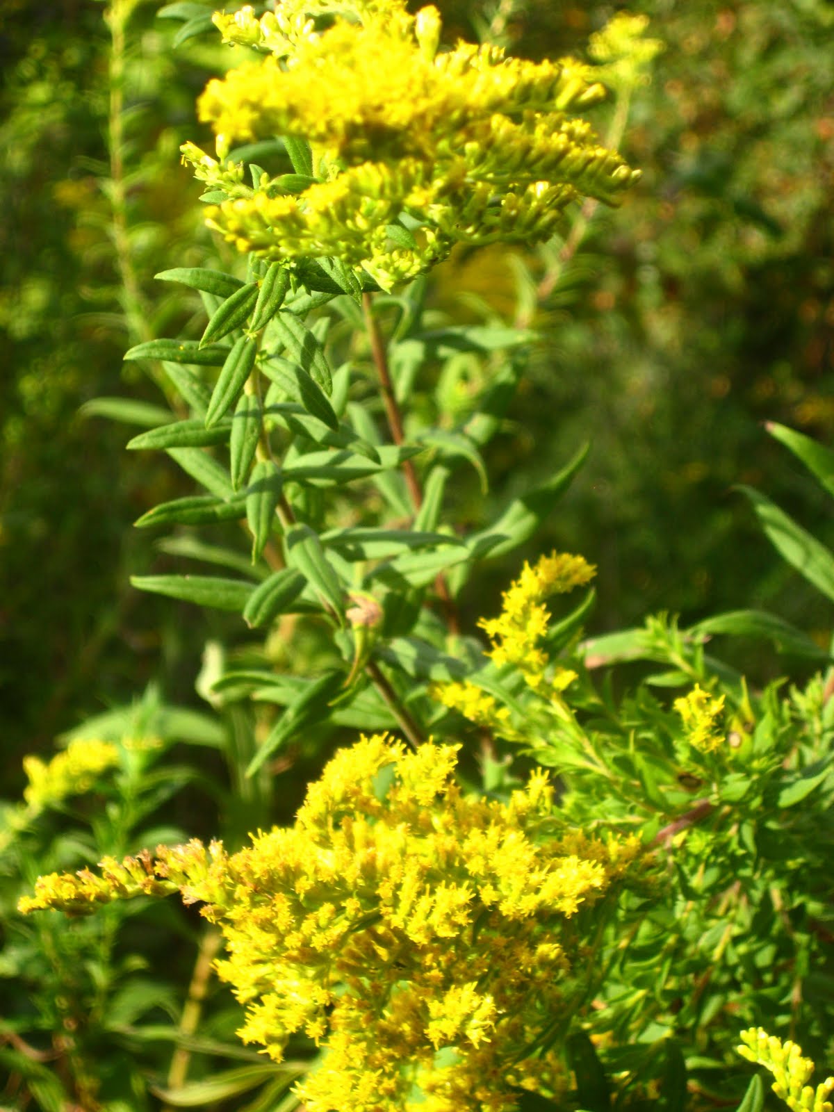 Meadow Muffin Gardens Asters and Goldenrod...The Palette of Autumn