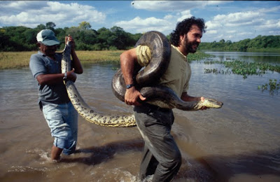 saltwater crocodile largest anaconda ever recorded saltwater crocodile largest anaconda ever recorded