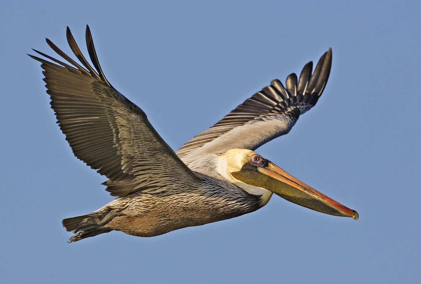 african pelican