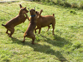 Hey mom!  We want the stick!!