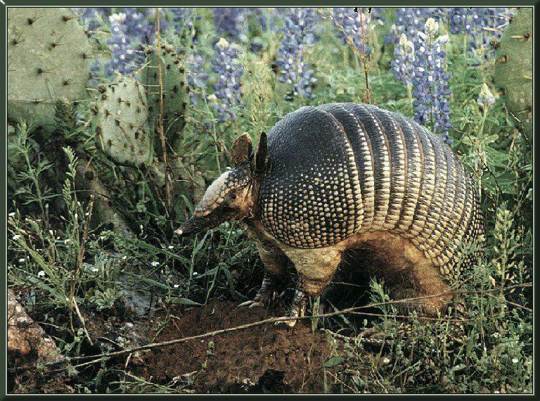 Armadillo Wallpapers | Fun Animals Wiki, Videos, Pictures, Stories