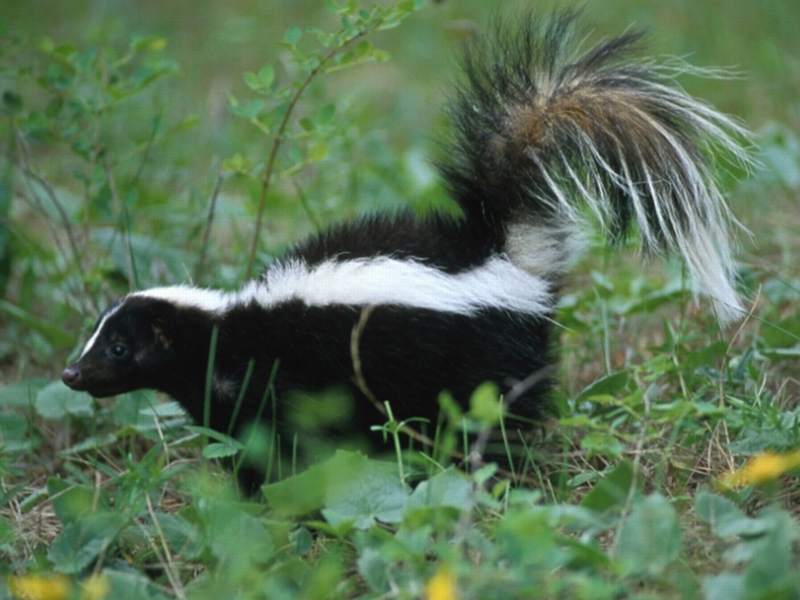 Skunk Cute